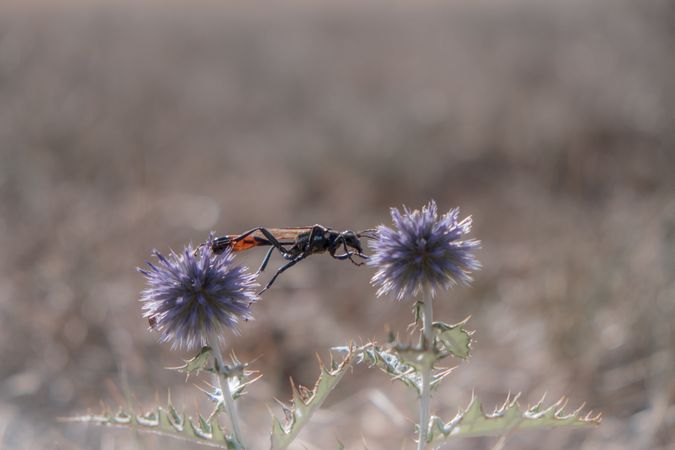 Sand wasp moving between two thistles