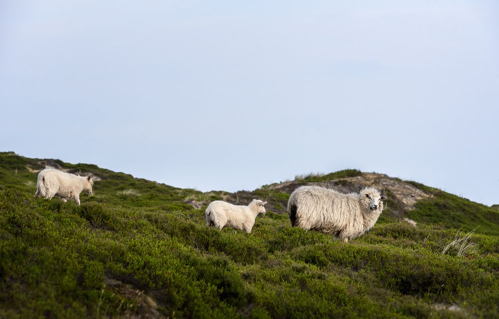 Sheep family walking along grassy hills