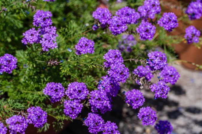 bright blue flowers in the home garden