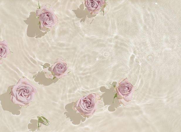 Light pink rose flowers in water