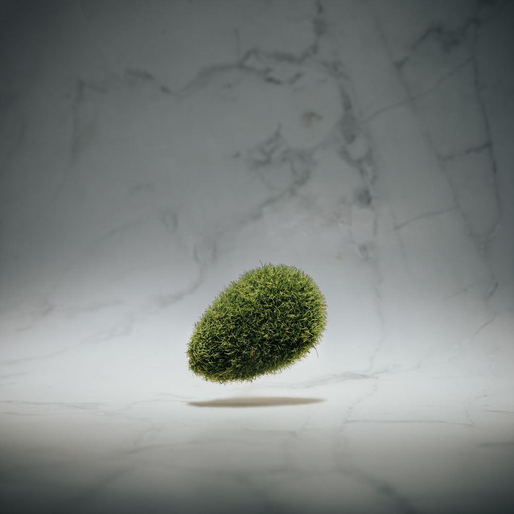 Moss egg on marble background