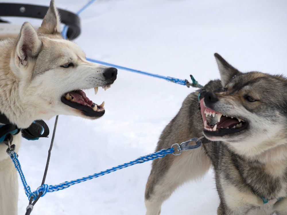 Two huskies barking at each other