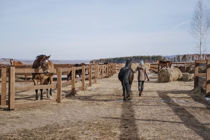 Warm dressed woman walking with brown horse by yard