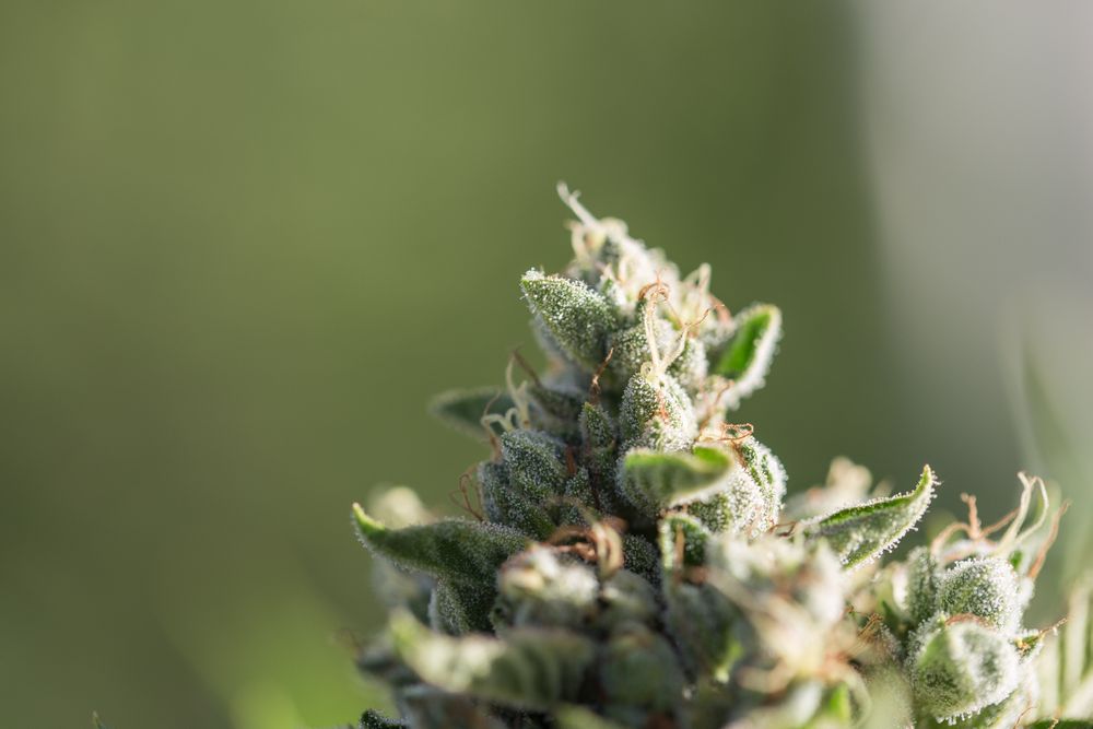 Crystals forming on cannabis plant
