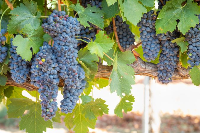 Vineyard with Lush, Ripe Wine Grapes on the Vine Ready for Harvest