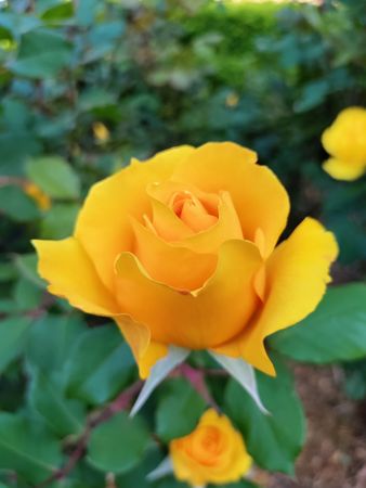 Golden yellow rose bush