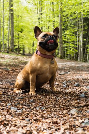 Cute French Bulldog standing in forest