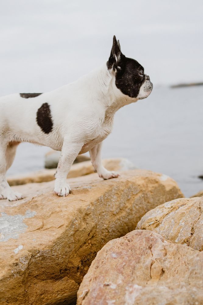 Small dog standing on rocks near sea