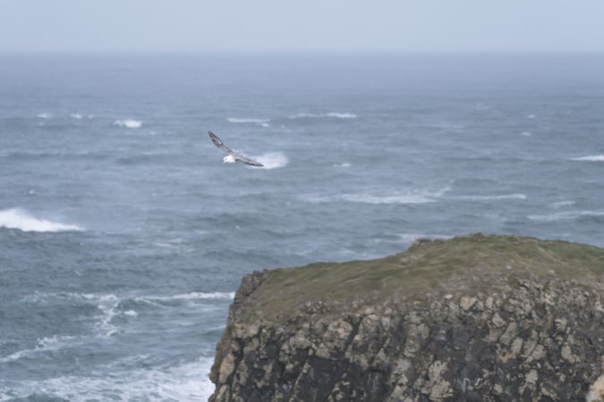 Bird flying above water surface