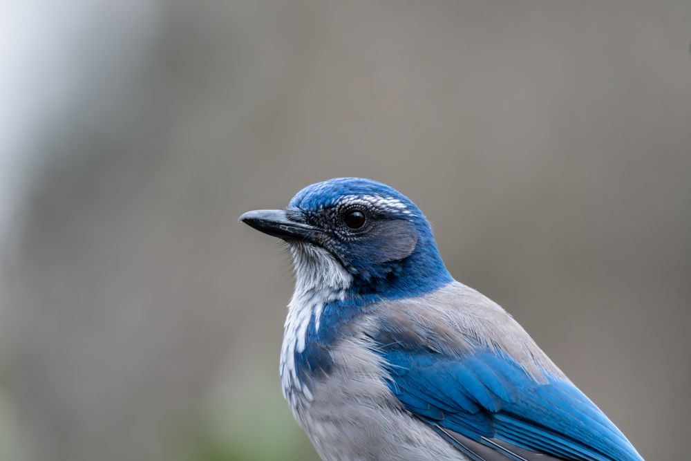 Up close with the California jay
