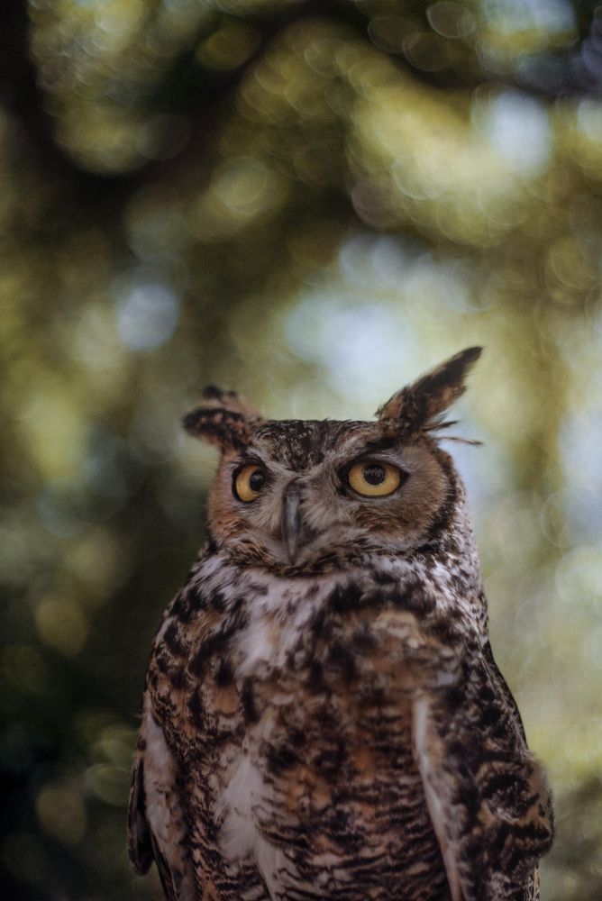 Brown owl in close-up