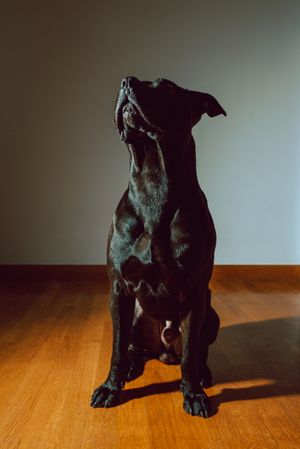 American Stanford sitting on floor