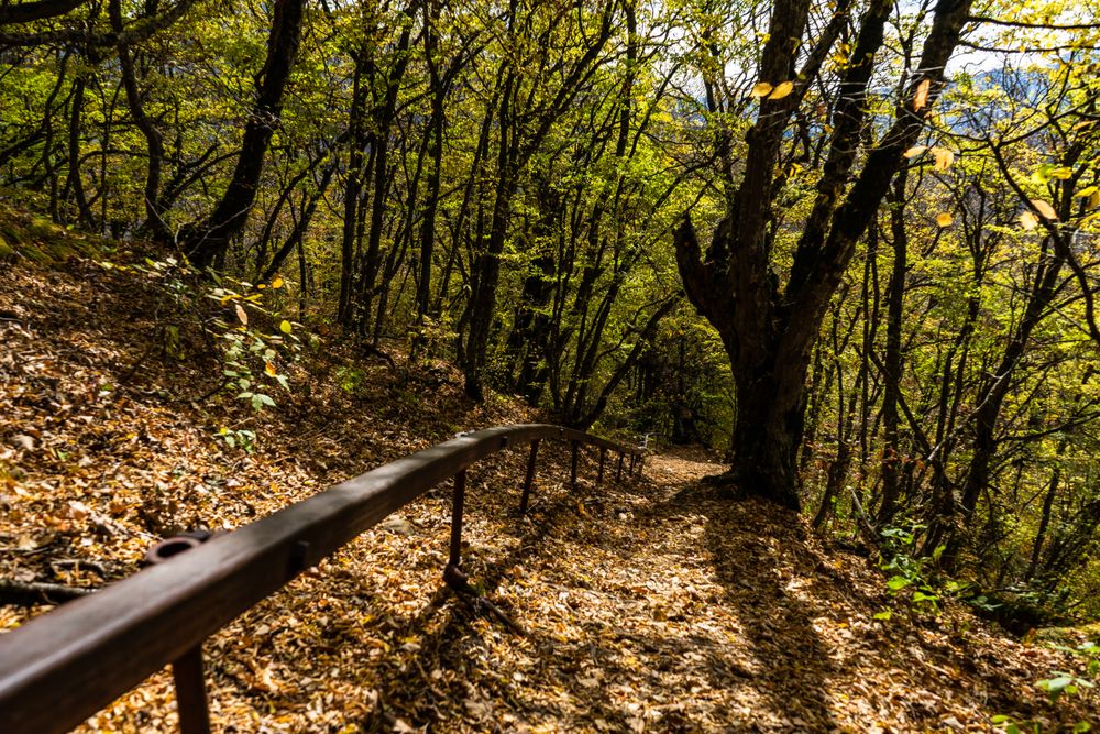 Forest pathway in autumnal Caucasus Mountain in Tianeti area in Georgia