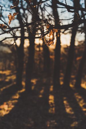 Tree branch with few leaves in autumn forest