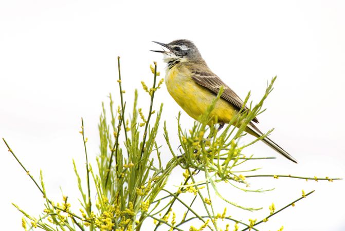 Wild bird on twig between plants