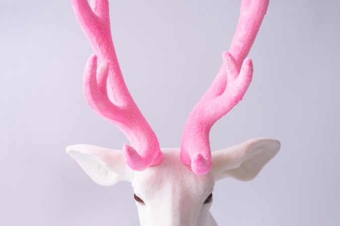 Reindeer with pink antlers
