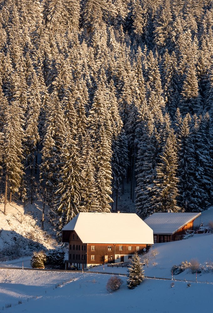 Mountain cabin in a winter scenery with snow-covered pine trees in Germany