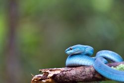 blue viper snake in the forest coiled around a tree trunk,