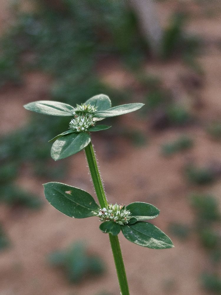 Small plant stem with few leaves growing from red soil showing resilience and natural growth process