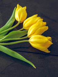 Bouquet of tulips with dew