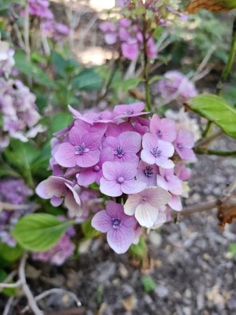 Violet hydrangea in a garden