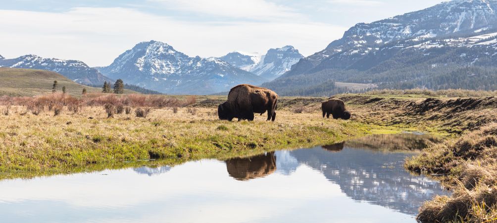 Wide shot bull bison graze along an ephemeral pool in Lamar Valley