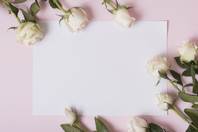 Roses on blank paper against pink background
