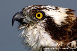 Close up portrait of osprey outdoor 5nvrA5