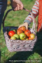 Little girl hand picking a fresh organic apple from wicker basket 0JGANN