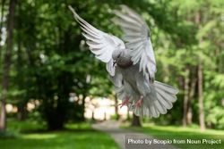 dove flying near trees bE8B74