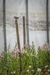 Copake, New York - May 19, 2022: Bird resting on tall pole outside of greenhouse bGa2e5