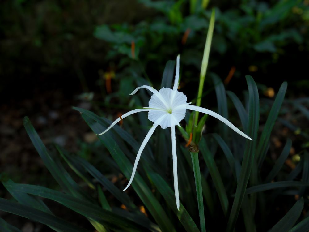 Beach spider lily flower
