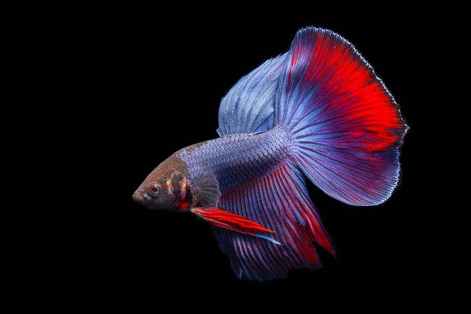 Blue Red Betta Fish
