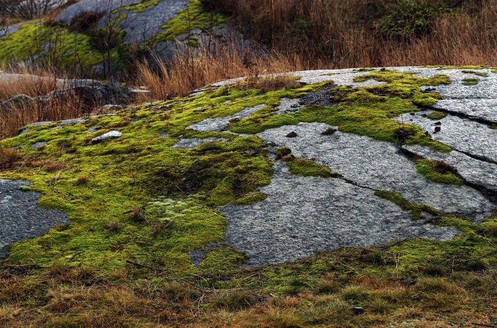 Mountain boulder covered with moss and dried grass