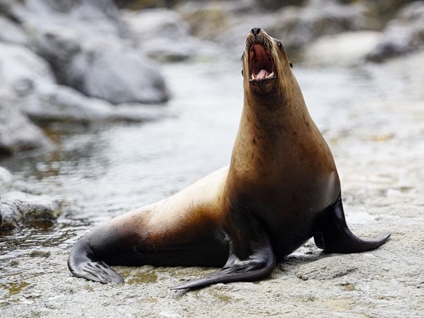 A barking Steller Sea Lion (Eumetopias jubatus)