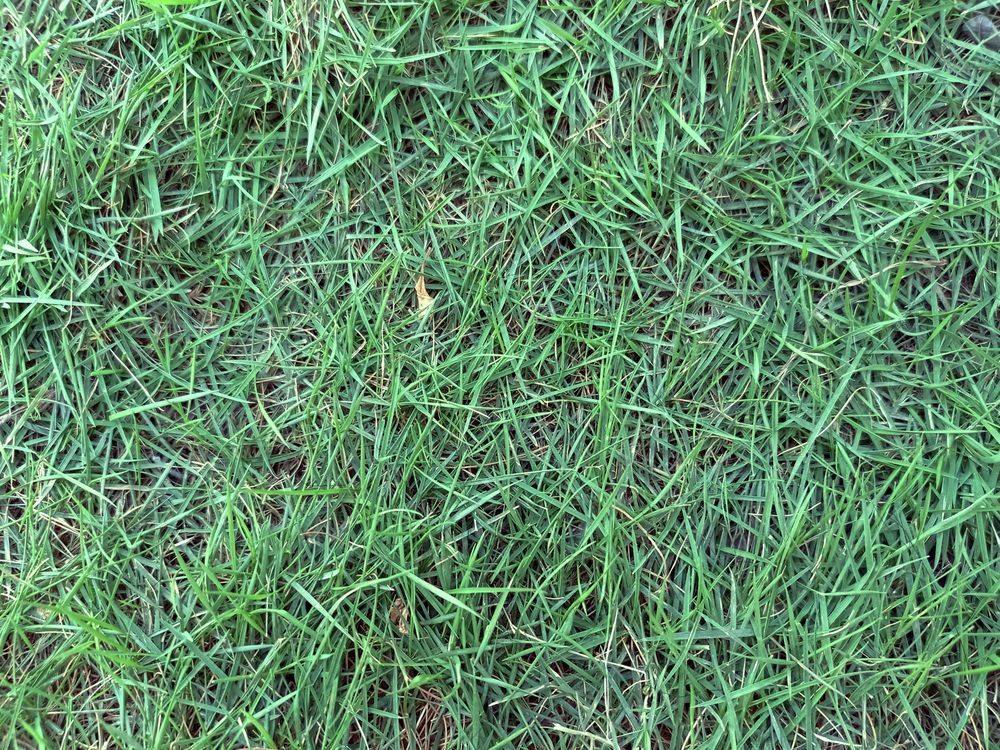 green grass