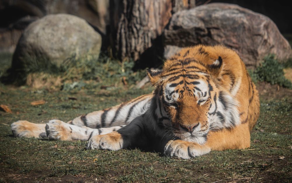 Tiger