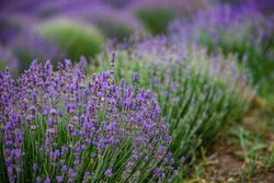 Landscape with flowering lavender meadow