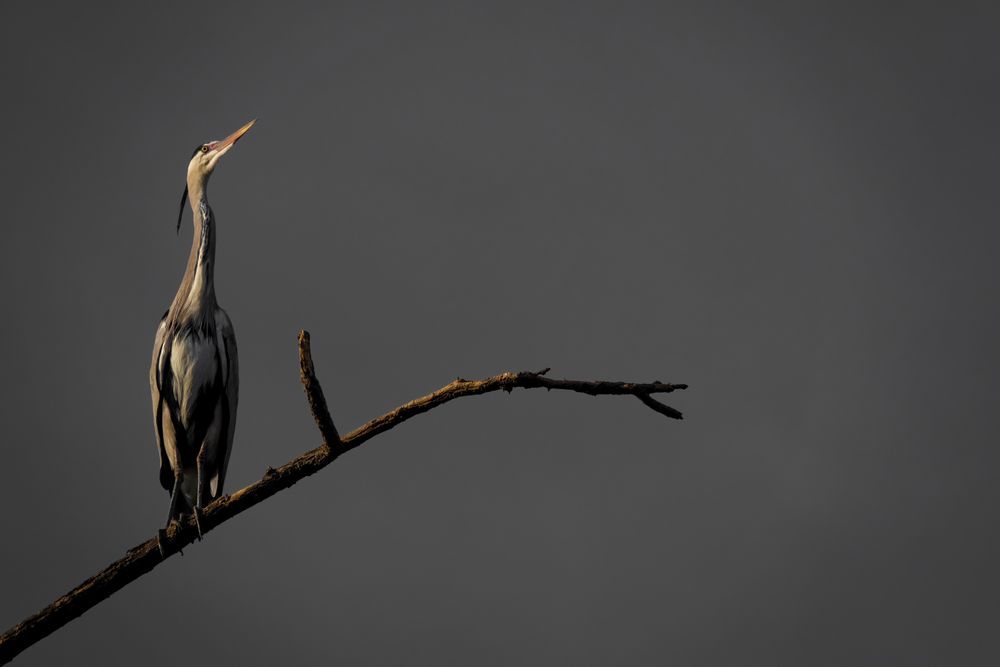 Ciconiiformes on brown tree branch