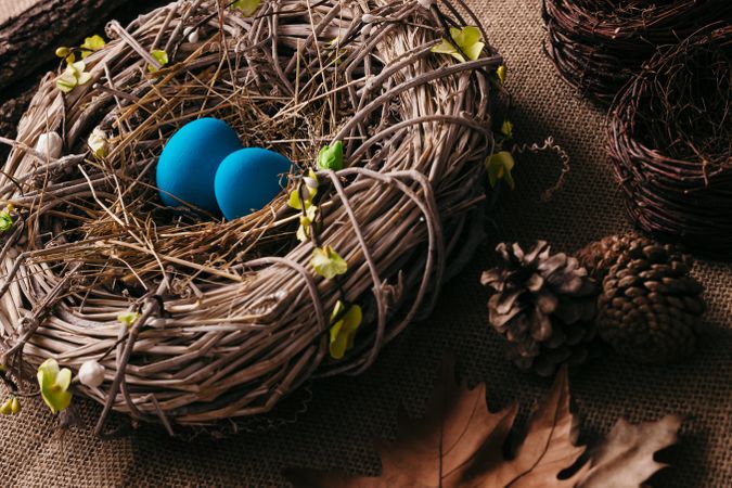 Blue eggs in bird nest