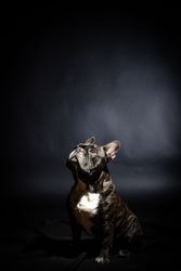 Old bulldog posing in studio