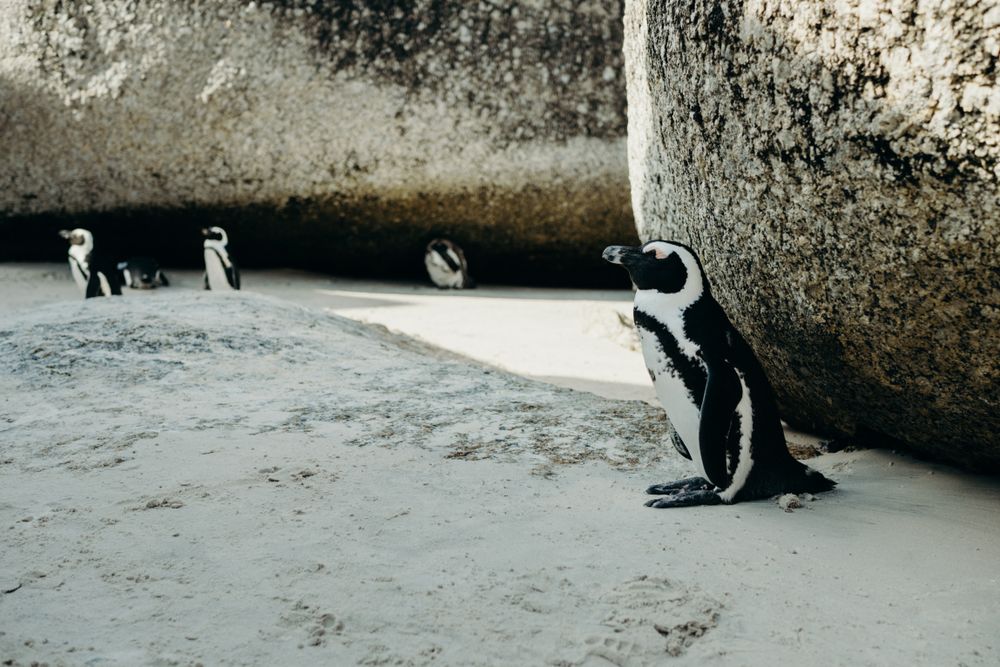 Penguins on seashore beside stones