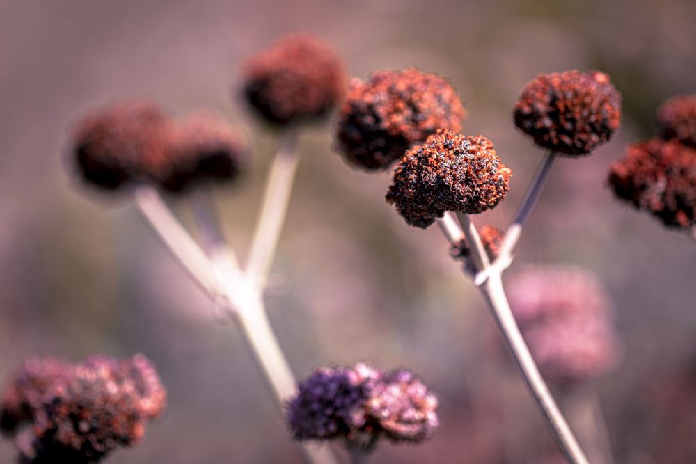 Close up of red flower buds in the sun