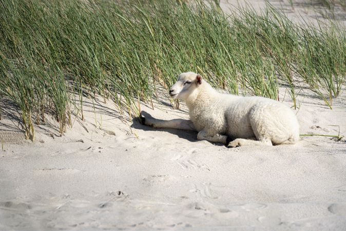 Sheep on light colored sandy beach