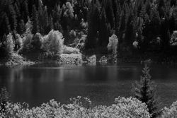 Green fir trees around a lake, monochrome