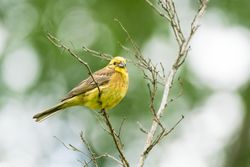 Yellow canary perching on tree branch