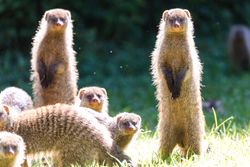 Brown meerkats on green grass