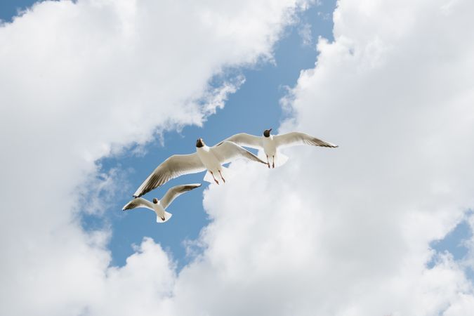 seagull flying on seaside on sunny with clouds day