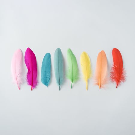 Colorful row of feathers on light background