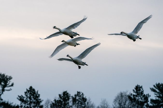 Trumpeter Swans in flight above forest in McGregor, Minnesota
